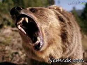 خرس ، خرس وحشی
