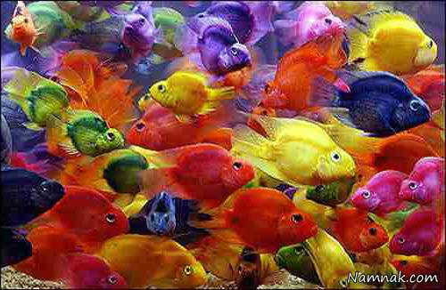 ماهی های رنگارنگ ، ماهی ها ، احساس