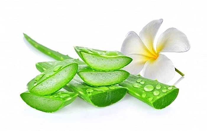 استفاده از آلوئه ورا برای پیشگیری از آفتاب سوختگی پیشگیری از آفتاب سوختگی