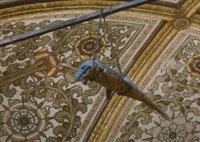 تمساح واقعی تاکسیدرمی آویزان از سقف تمساح تاکسیدرمی