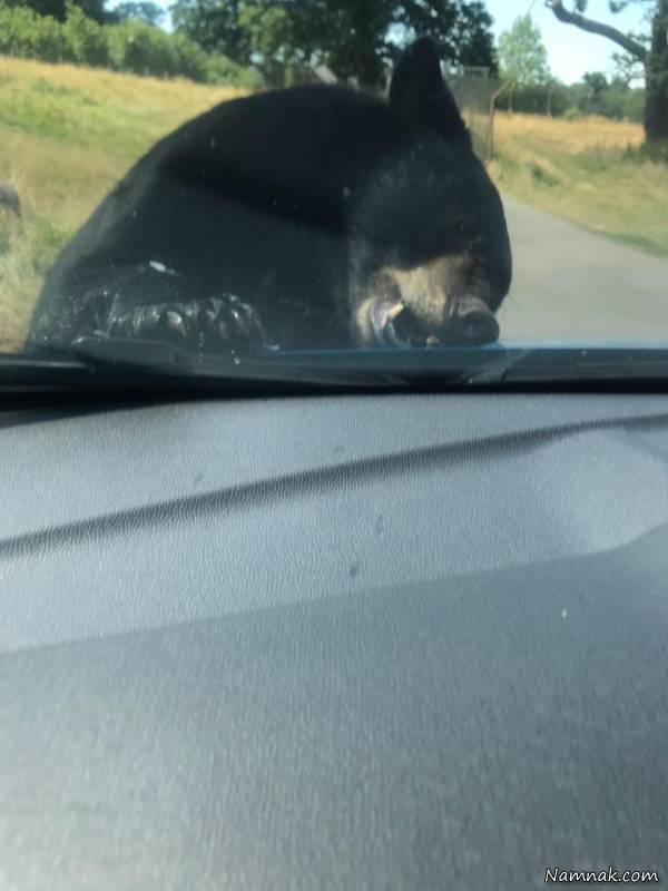 حمله خرس به ماشین