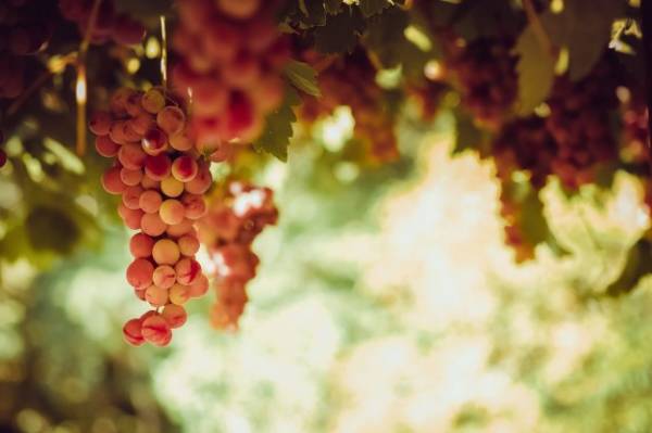 انگور برای کبد چرب