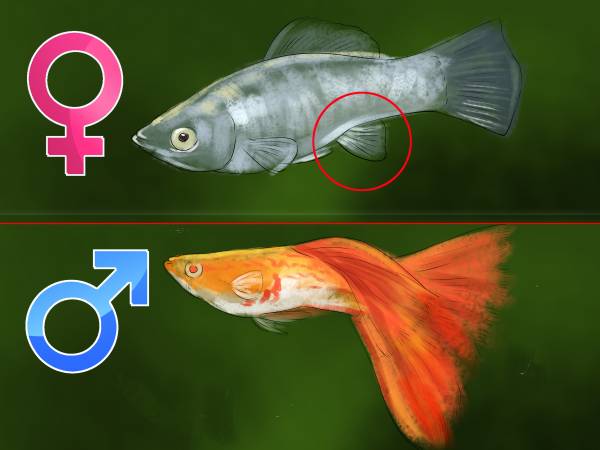 تفاوت ماهی نر و ماده