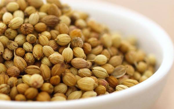 دانه گشنیز برای آماس دست و پا دانه گشنیز