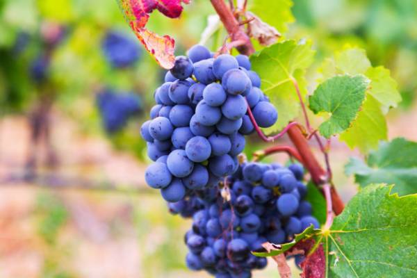 دانه انگور برای آماس دست و پا فواید دانه انگور