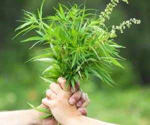 پرورش گیاه دارویی در خانه ، گیاهان دارویی قابل کشت در منزل