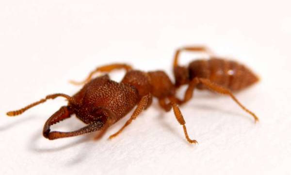 مورچه دراکولا