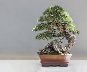 بونسای ، نکات خرید بونسای