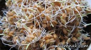 جوانه گندم