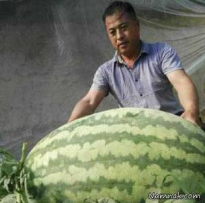 پرورش هندوانه 80 کیلویی در چین 