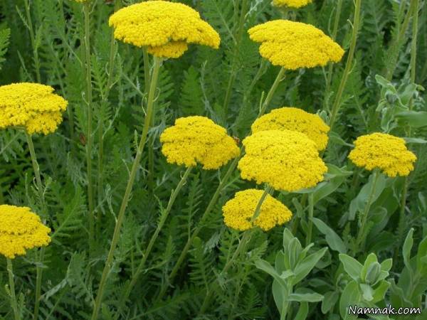 خاصیت های دارویی گیاه بومادران گیاه بومادران ، گیاهان دارویی ، خواص گیاهان دارویی