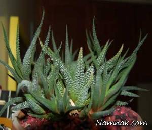 کاکتوس ، گیاه کاکتوس