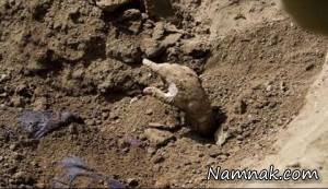 زنده به گور ، زنده به گوری