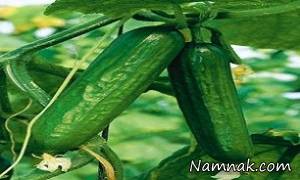 خیار