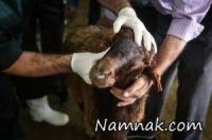 ذبح دام ، ذبح دام در عید قربان