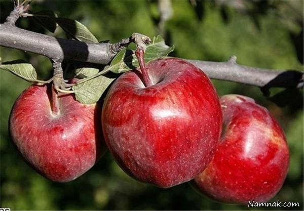 نتیجه تصویری برای سیب:
