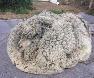 پشم گوسفند
