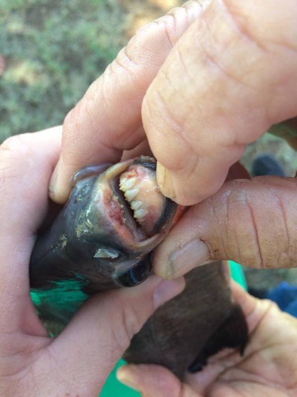 کشف ماهی خارق العاده با دندان هایی شبیه به دندان انسان + تصاویر 1