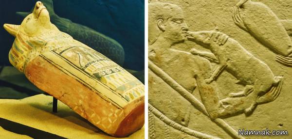 علاقه مصریان باستان به حیوانات خانگی آداب و رسوم مصریان باستان