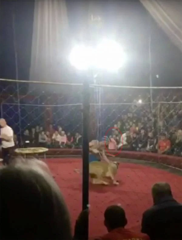 حمله ناگهانی شیر ماده به دختر بچه 4 ساله در مسکو شیر ماده