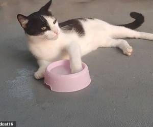گربه باکلاس