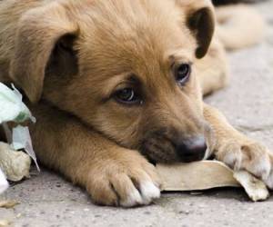 نجات نوزاد رها شده در فاضلاب توسط سگ ها + تصاویر 1