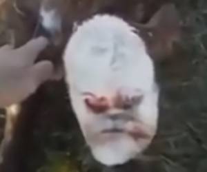 گوساله عجیب الخلقه