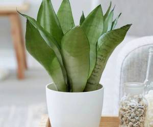 نگهداری از گیاه سانسوریا