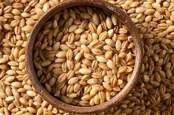 سویق جو و خواص آن سویق جو