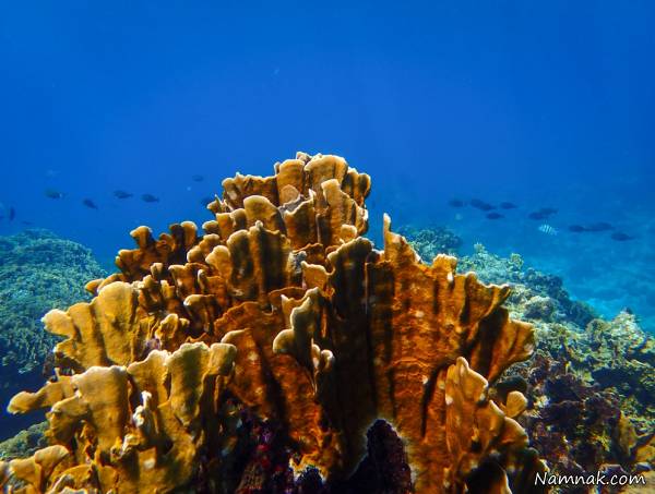  The Mesoamerican Barrier Reef