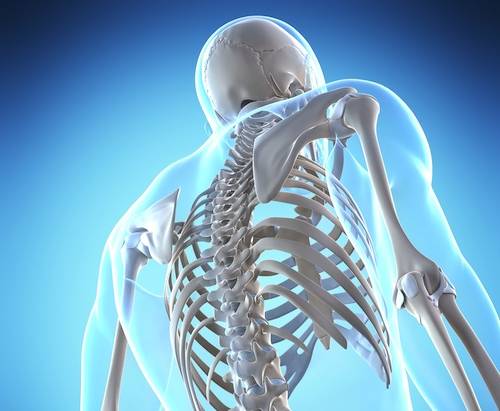 مصرف پیاز برای سلامت استخوان سلامت استخوان