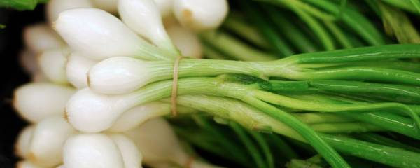 پیازچه و پیاز سبز پیازچه