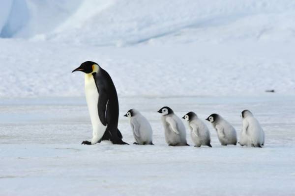 پنگوئن ها 