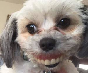 ماجرای سگ بازیگوش و دندان مصنوعی انسان در دهانش! + عکس 1
