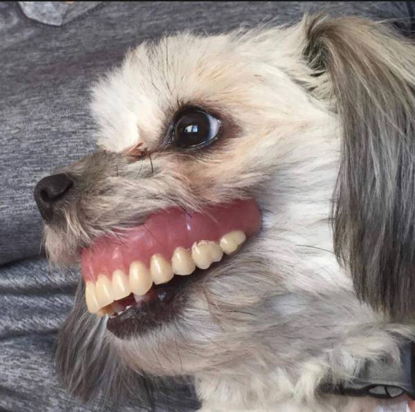 ماجرای سگ بازیگوش و دندان مصنوعی انسان در دهانش! + عکس 1