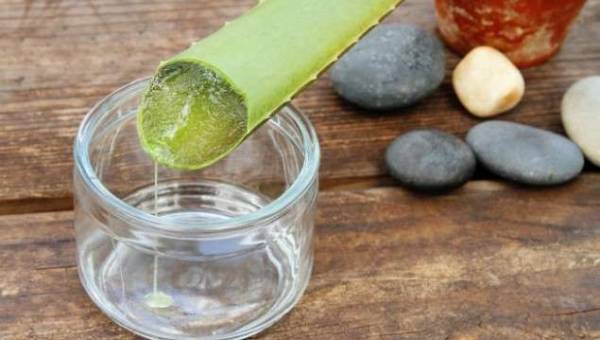 کاکتوس فواید