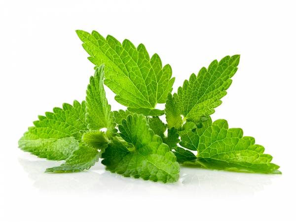 برگ بادرنجویه برای برطرف کردن گرفتگی بینی برطرف کردن گرفتگی بینی