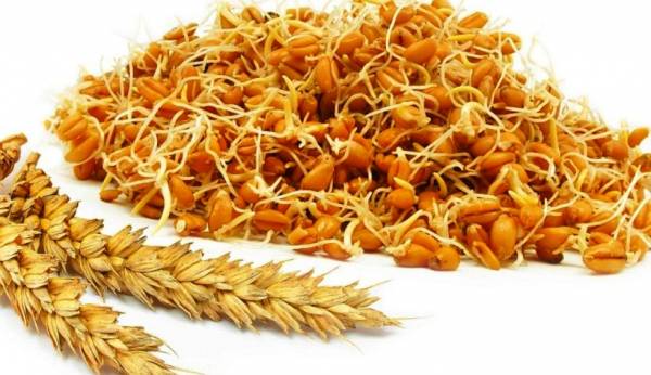 جوانه گندم و لاغری