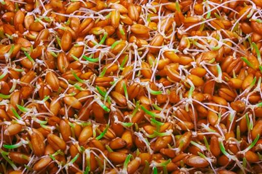 عوارض جوانه گندم 