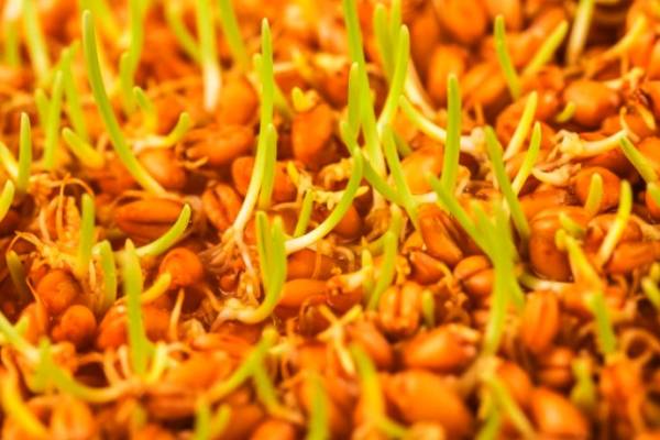 خاصیت جوانه گندم چیست؟