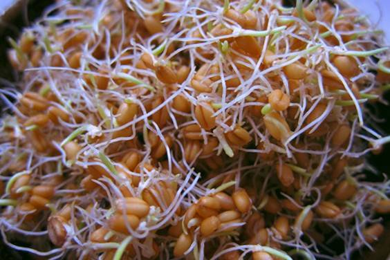 فواید جوانه گندم برای مو 
