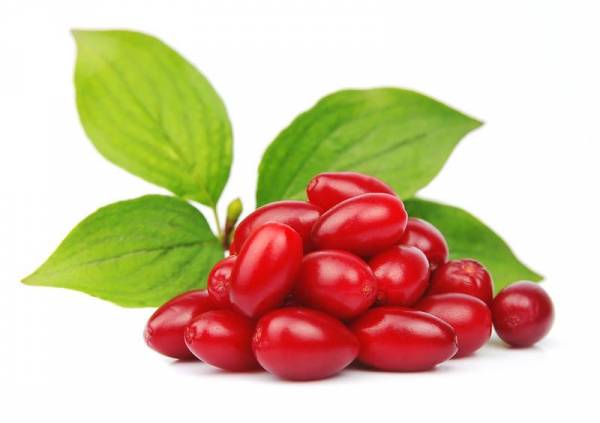 فواید زغال اخته