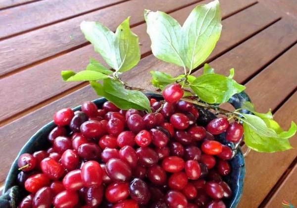 مصرف زغال اخته در بارداری مفید است؟