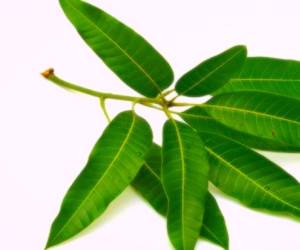 خواص برگ انبه ، فواید برگ انبه