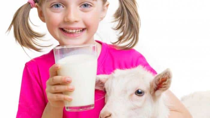 مصرف شیر بز