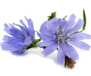 خواص ریشه کاسنی
