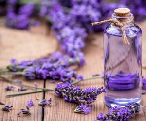 طرز تهیه روغن اسطوخودوس