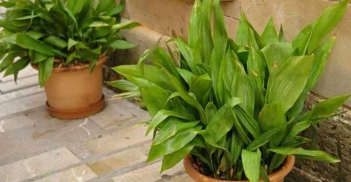 تمام آنچه باید درباره پرورش و مراقبت برگ عبایی بدانید نگهداری برگ عبایی