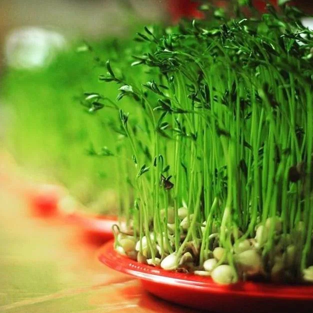 آموزش کاشت سبزه با تخمه کدو سبزه عید تخمه کدو