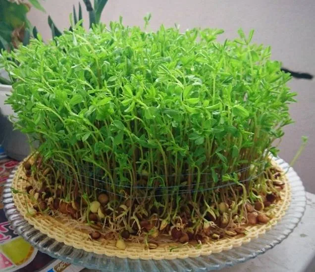 روش های کاشت سبزه عید کاشت سبزه عید